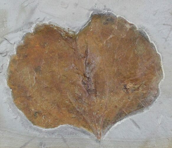 Fossil Leaf (Zizyphoides flabellum) - Montana #29106